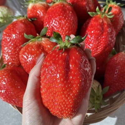 [240개 한정수량] 복숭아 향이 나는 논산 산지직송 킹스베리 딸기 