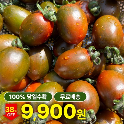 100% 당일수확 부산직송 흑대추 방울토마토
