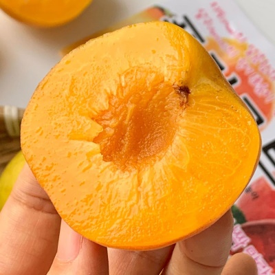 당일수확 고당도 상주 하모니 플럼코트