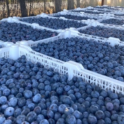 항공수입! 칠레산 프리미엄 생과 블루베리