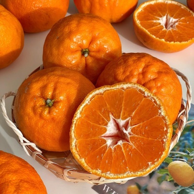 [50개 한정수량] 국내 육성품종 달콤한 제주 신품종 윈터프린스