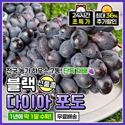 씨 없는 고당도 포도 신품종 블랙 다이아포도 헤이미엔샤 블랙스완 포도
