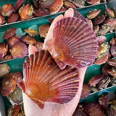 통통한 통영 A급 국내산 홍가리비 1kg (17미 내외)