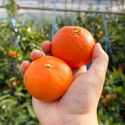 제주도 신품종! 달콤함이 진한 고당도 홍미향