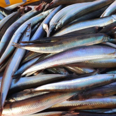 신선함 가득 새벽 조업 제철 햇 양미리 1kg