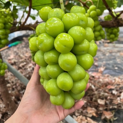 https://aka-dolfood.moall.shop/data/goods/sm7396/small/thum2/IMG_4638.jpeg