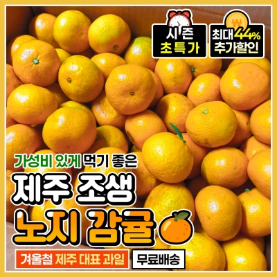 제주 산지에서 직접 보내드리는 제주 조생 노지감귤