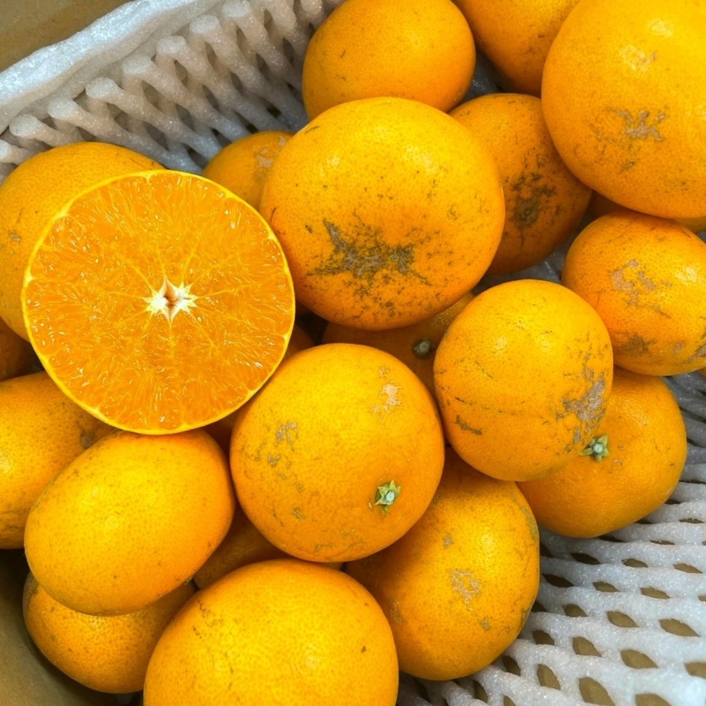 못생겼지만 맛있다! 제주 못난이 천혜향 4kg, 9kg