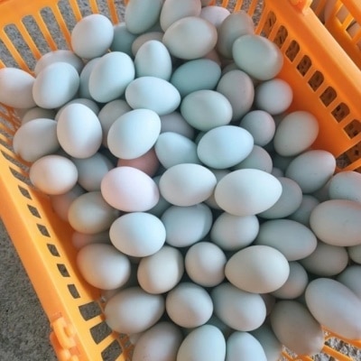 HACCP 인증 동물복지 무항생제 계란 유정청란 청계알 20구 40구