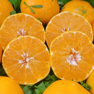 [4주차 슈퍼할인!] 제주의 신선함을 듬뿍 담은 달콤한 제철 노지 레드향