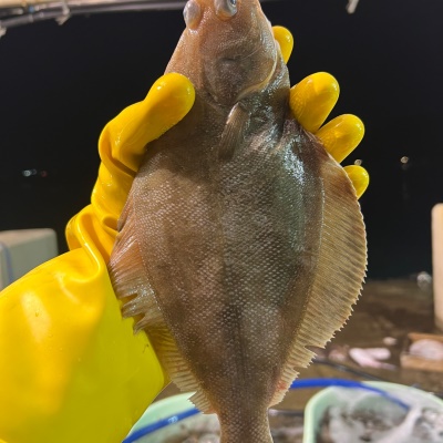 100% 당일작업! 26년 생물 알배기 도다리