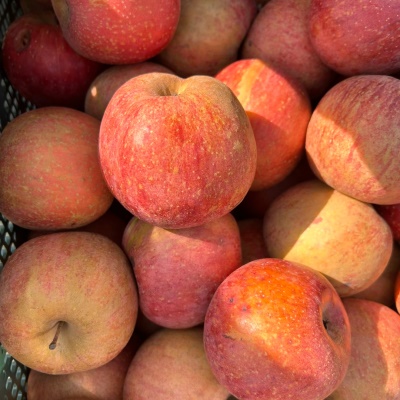 못생겼지만 아삭하다! 국내산 못난이 사과 부사사과