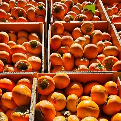 ★무료배송★ 대용량 찬스! 정품 부유단감 10kg 