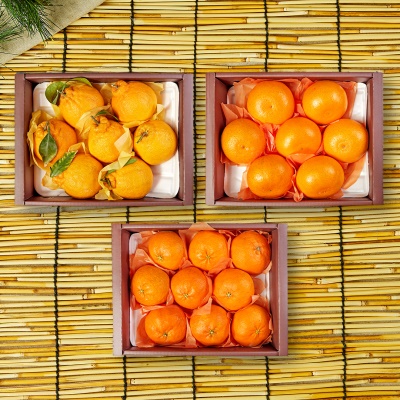 제주 한라봉 레드향 천혜향 만감류 선물세트 5kg