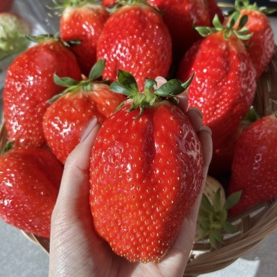 복숭아 향이 나는 논산 산지직송 킹스베리 딸기 