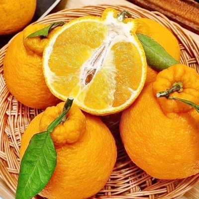 [특가할인] 돌쇠가 직접 선별한 당도보장 가정용 제주 한라봉