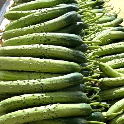 제철 농특산품 GAP인증 상주 흑침 다다기오이