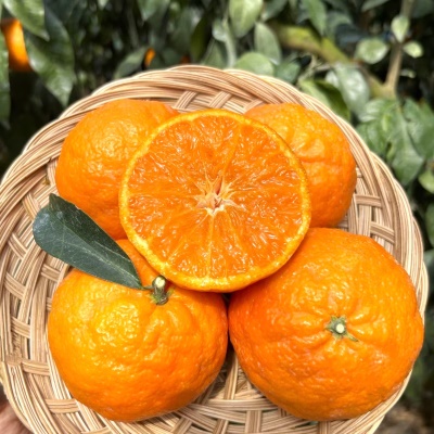 제철 프리미엄 만감류 제주 가정용 카라향