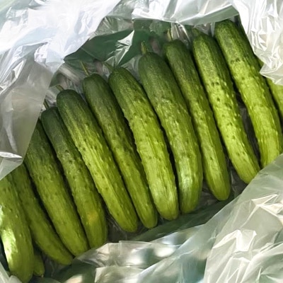 아삭아삭 백다다기 오이 특품