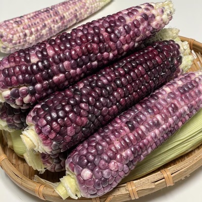 https://aka-dolfood.moall.shop/data/goods/sm7396/small/thum2/KakaoTalk_20250630_145714256.png