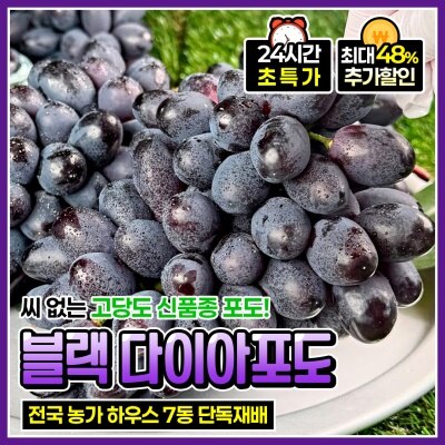 씨 없는 고당도 포도 신품종 블랙 다이아포도 헤이미엔샤 블랙스완 포도