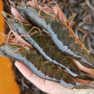 26년 초신선! (활) 흰다리새우 왕새우 500g 1kg
