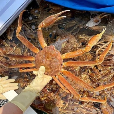 [30개 한정수량] 홍게의 3배 크기! 살아있는 러시아 타이탄 홍게 대게