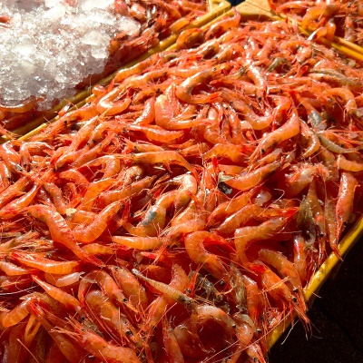 [명절 전 도착!] 횟감 가능한 제철 동해 급냉 단새우 홈마카세 새우 500g