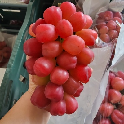 https://aka-dolfood.moall.shop/data/goods/sm7396/small/thum2/KakaoTalk_20250808_114547568.jpg