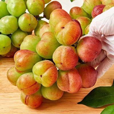 돌쇠네 자체선별! 고당도 바이올렛킹 포도