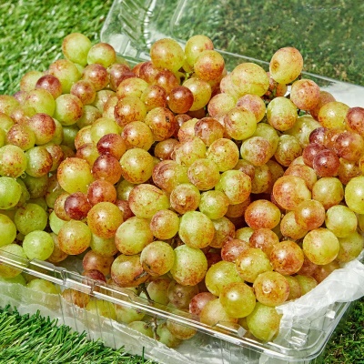 껍질째 먹는 신품종 프리미엄 슈팅스타 포도