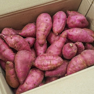 [150개 한정수량] 황토밭 25년 돌쇠네 햇밤고구마 10kg