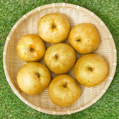 수출용 프리미엄 고당도 만풍배 5kg