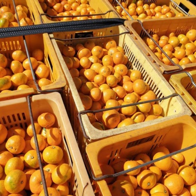 [특가할인] 제주 햇 고당도 서귀포 제주 노지감귤 10kg