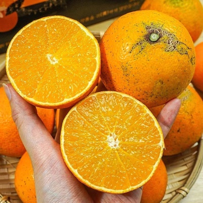 제주 산지직송 못난이 가정용 황금향 3kg