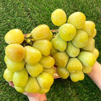 고급 명품 포도라 불리는 황금빛 대황옥 포도