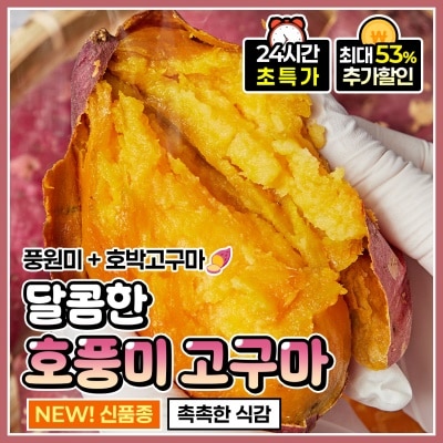 2025년 수확! 달콤한 햇 호풍미 고구마