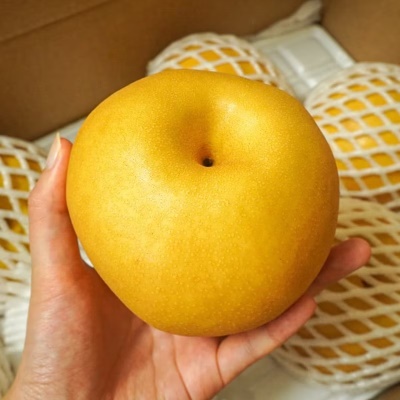 아삭함과 당도는 기본 실속형 로얄과 신고배