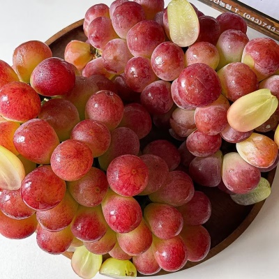 명품 포도 달콤한 사과 맛이 나는 신품종 써니돌체 포도