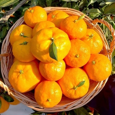 [특가할인] 25년 첫 출하! 정품 제주 타이벡 조생 노지 감귤