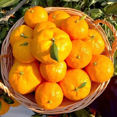 [특가할인] 25년 첫 출하! 정품 제주 타이벡 조생 노지 감귤