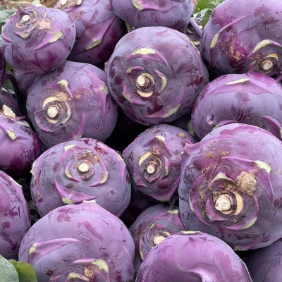 [500개 한정수량] 당도보장! 아삭하고 달큰한 제주 햇 콜라비 4kg