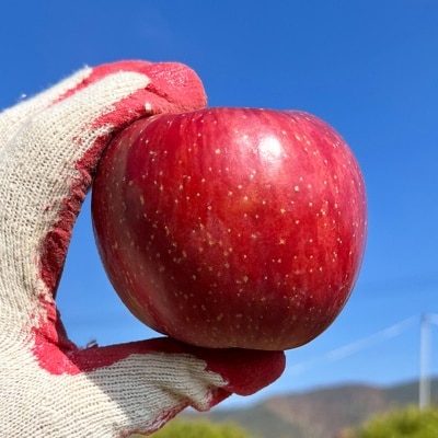 [특가할인] GAP 인증 유황 먹여 키운 달콤한 청송 후부락스 부사사과