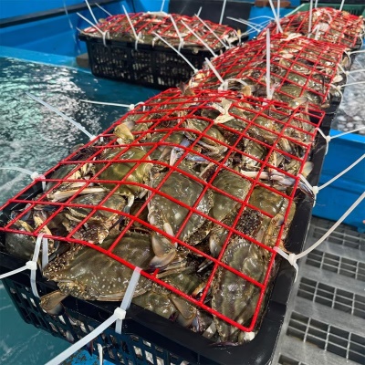 가을 제철 활 꽃게 살아있는 꽃게 1kg