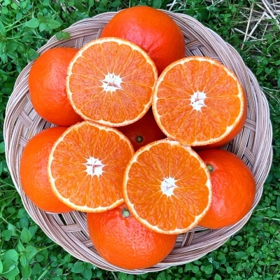 [100개 한정수량] 신품종 진한 달콤함이 일품인 제주 고당도 홍미향 홍매향