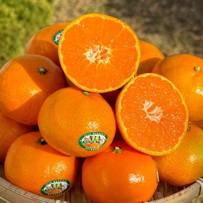 [300개 한정수량] 13Birx 이상! 감귤 중 최고의 맛! 달콤한 불로초 감귤