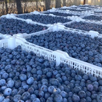 [특가할인] 항공수입! 칠레산 프리미엄 생과 블루베리