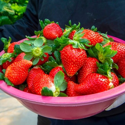 실패없는 담양 GAP인증 고당도 프리미엄 홍희딸기