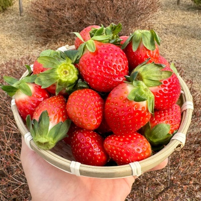 비타민 가득! 달콤함 가득! GAP인증 담양 설향 딸기 1kg