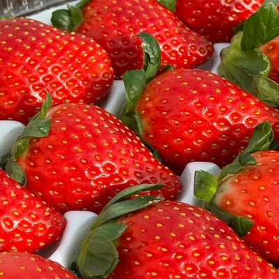 프리미엄 딸기의 기준! GAP인증 담양 홍희딸기